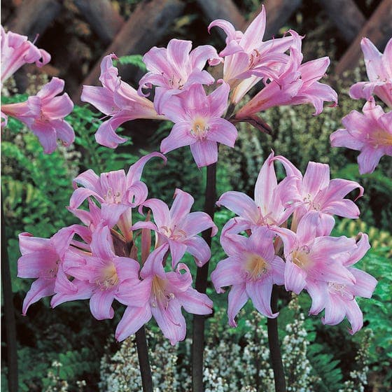 belladonna lily