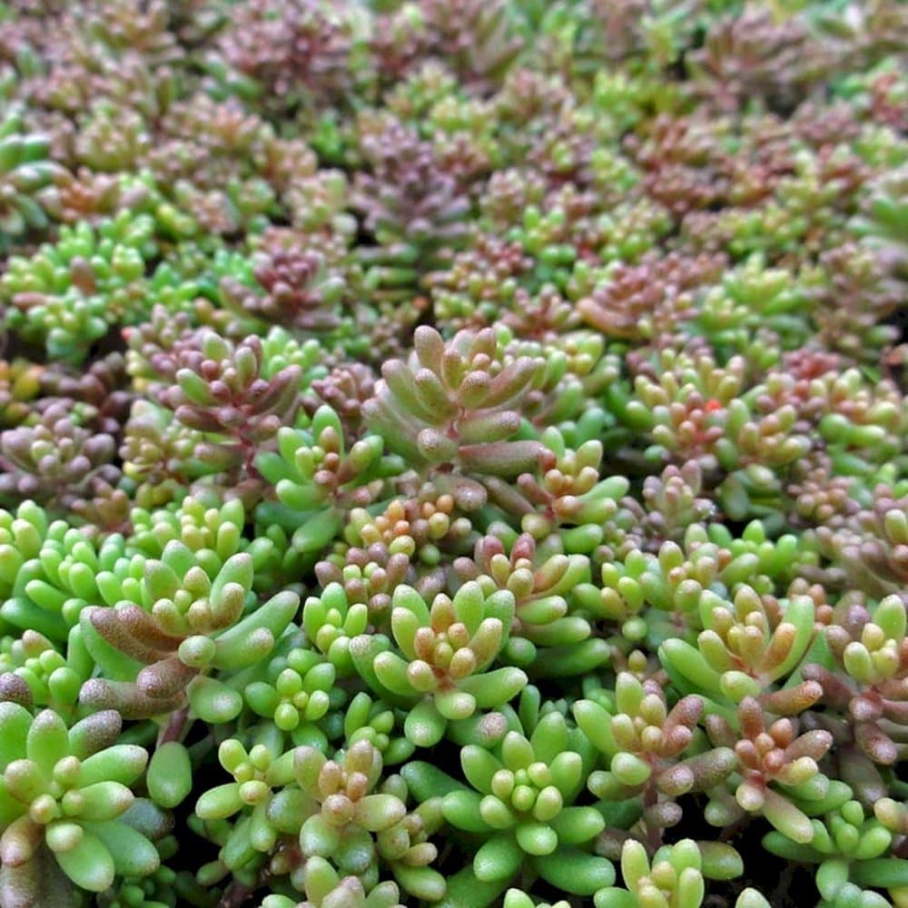 Stonecrop 'Coral Carpet'