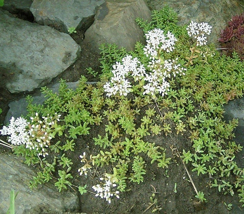 Stonecrop 'Coral Carpet'