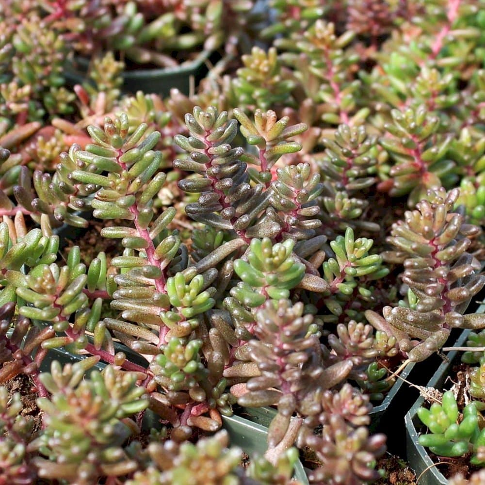 Stonecrop 'Coral Carpet'