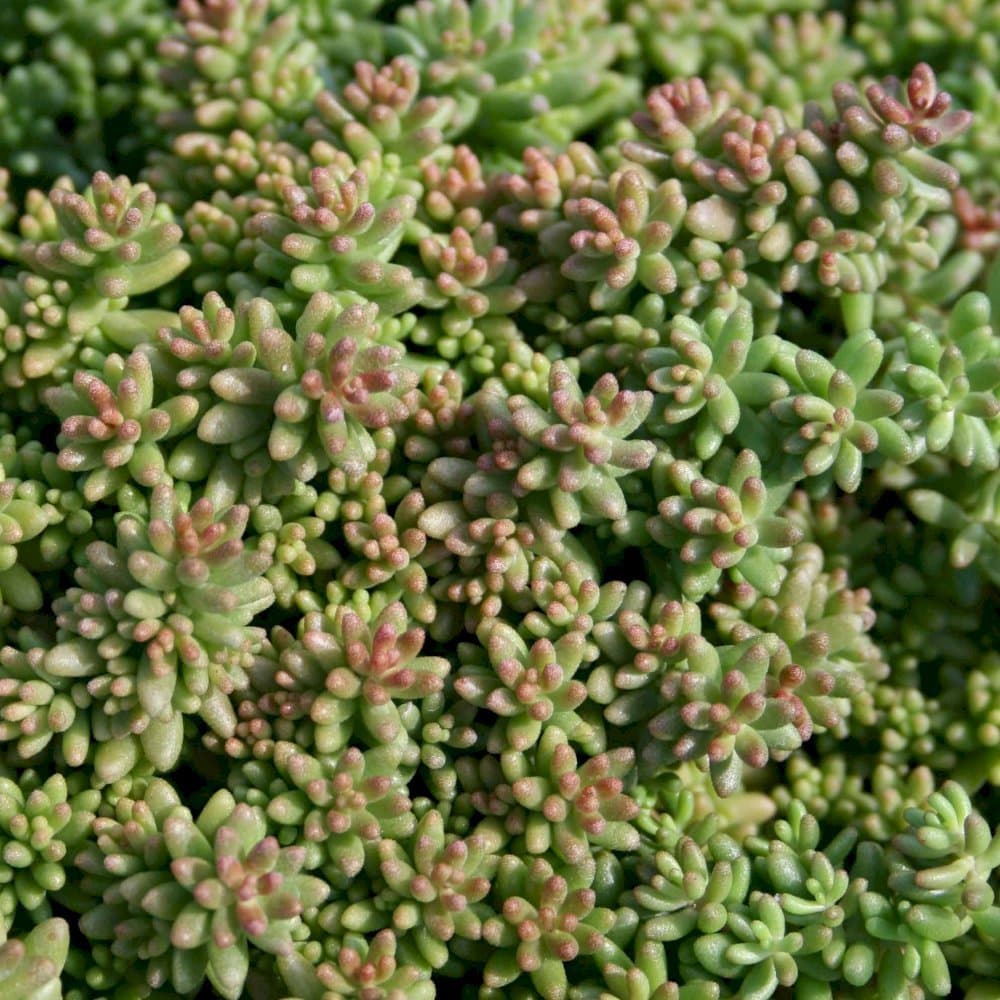 Stonecrop 'Coral Carpet'