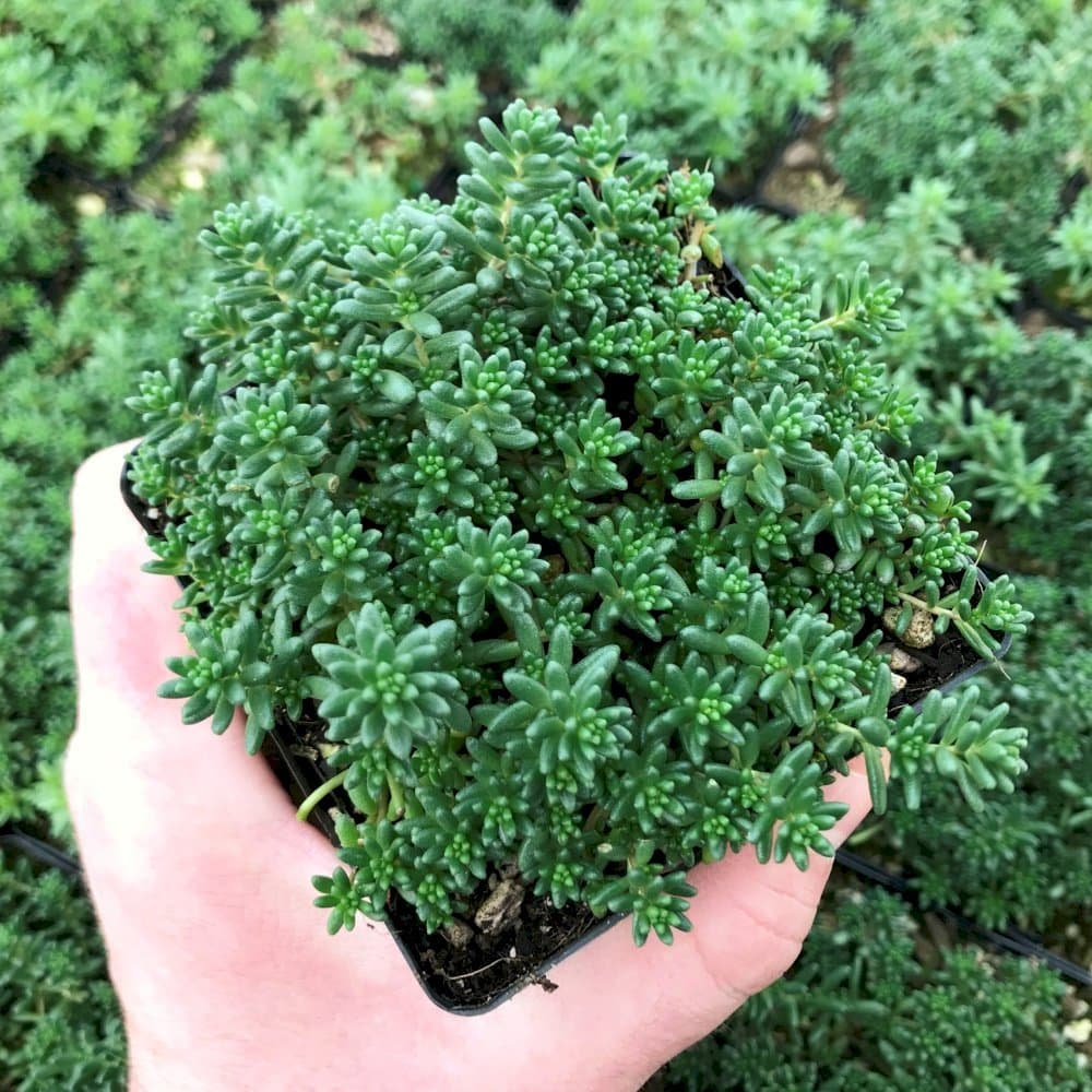 Stonecrop 'Coral Carpet'