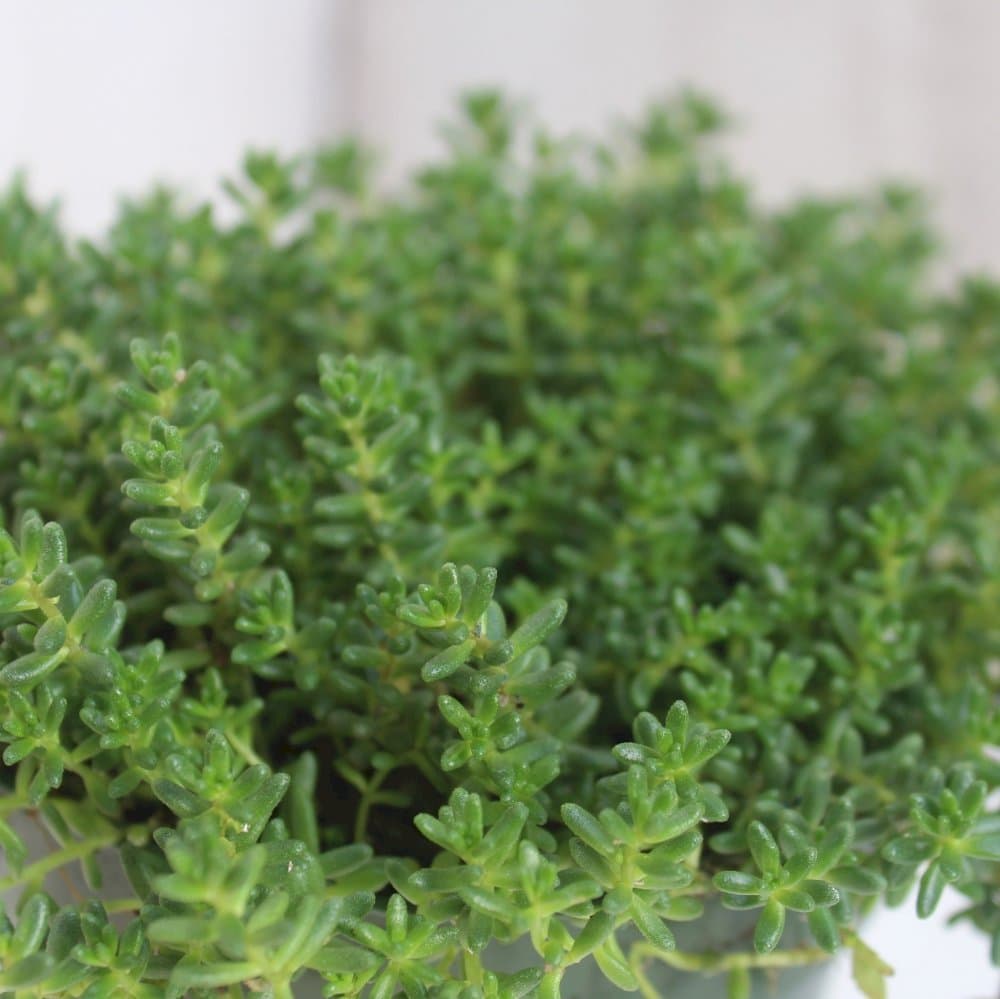 Stonecrop 'Coral Carpet'