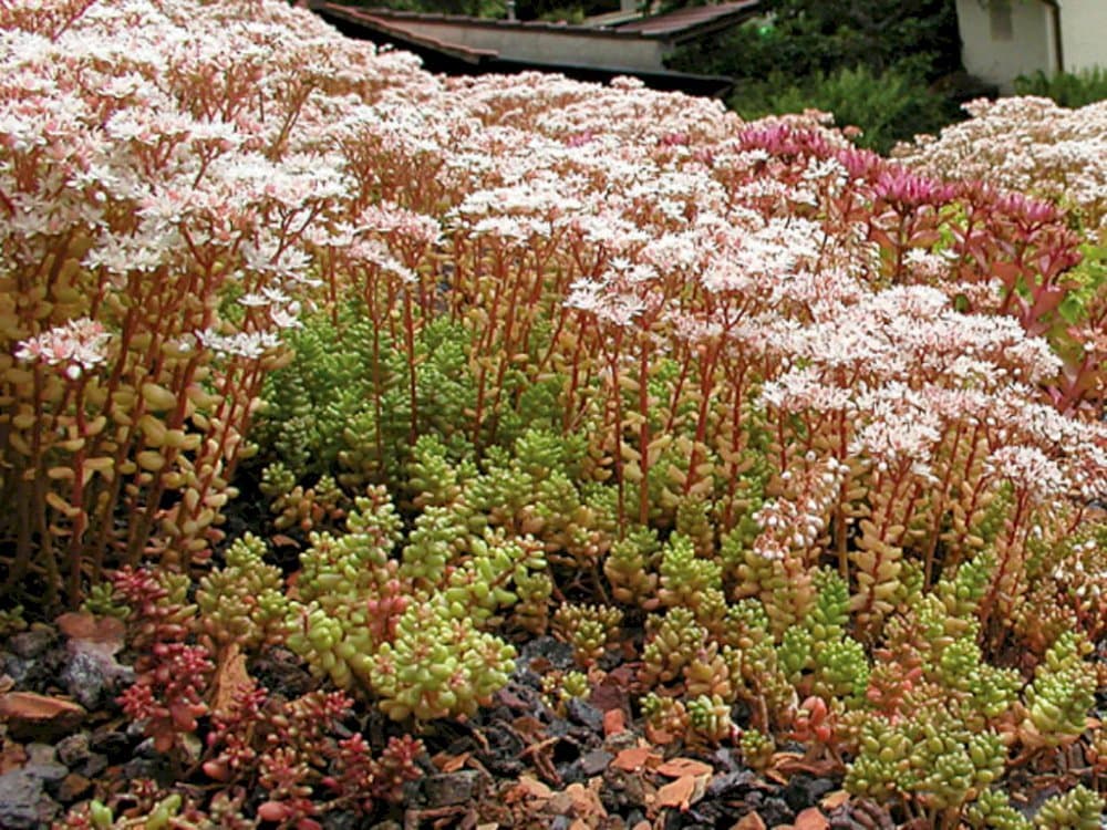 Stonecrop 'Coral Carpet'