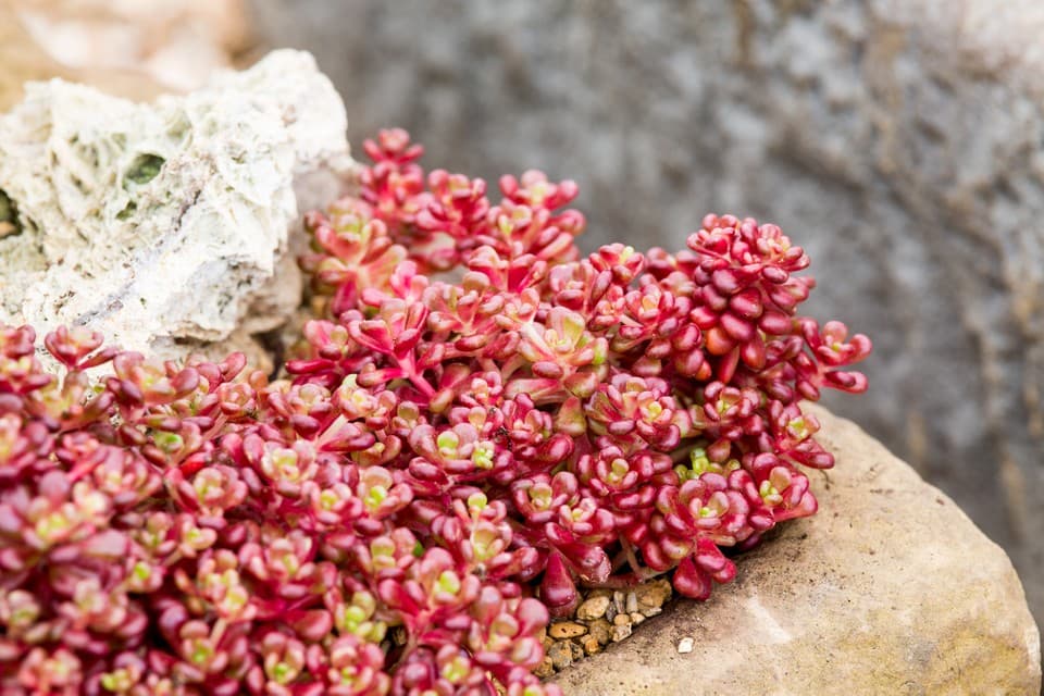 Oregon stonecrop