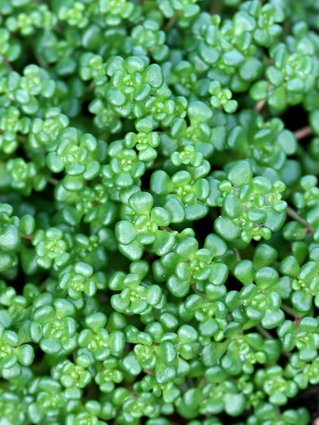 Oregon stonecrop