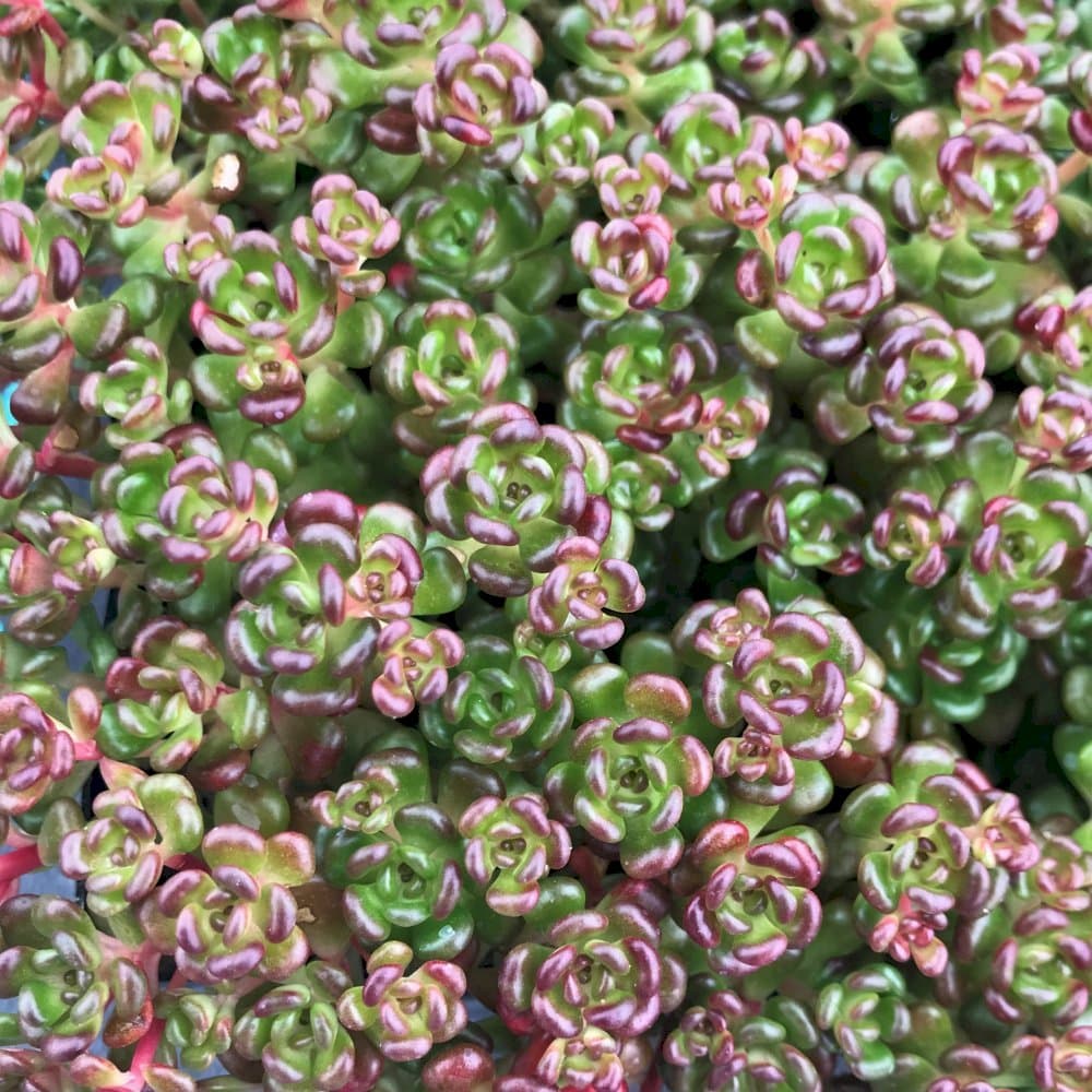 Oregon stonecrop