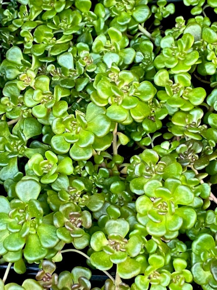 Oregon stonecrop