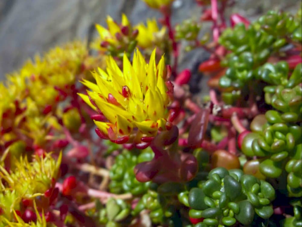 Oregon stonecrop