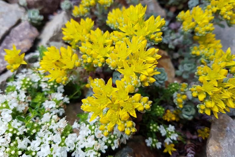 Oregon stonecrop