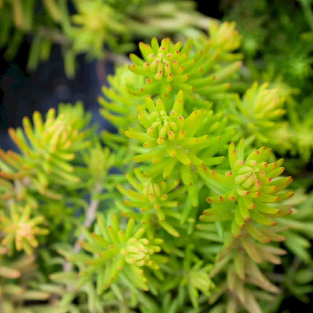 stonecrop 'Angelina'