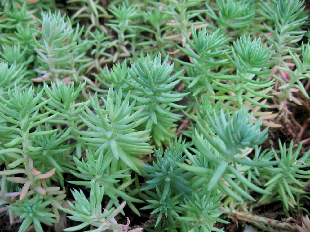 stonecrop 'Angelina'