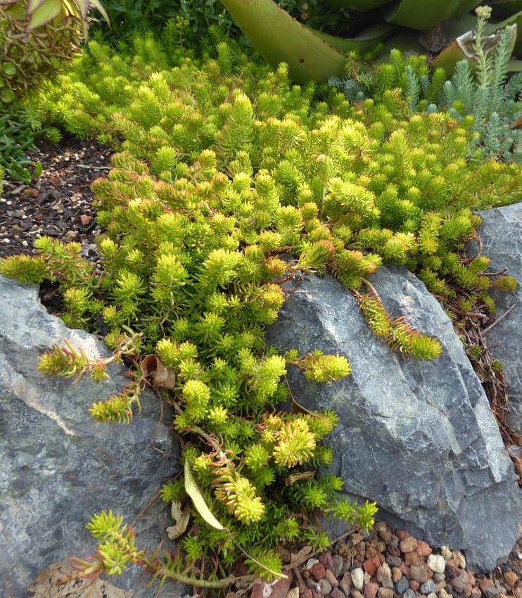 stonecrop 'Angelina'