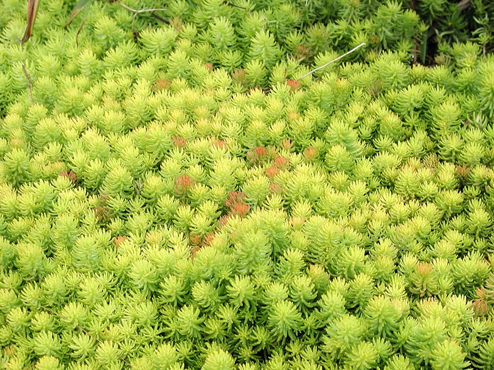 stonecrop 'Angelina'