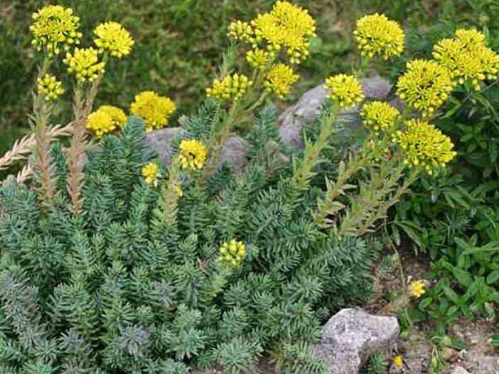 stonecrop 'Angelina'