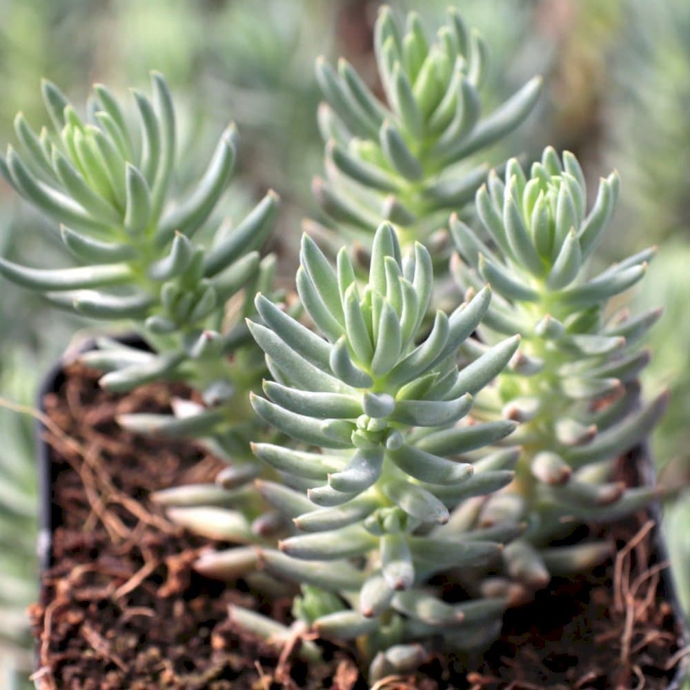 stonecrop 'Angelina'