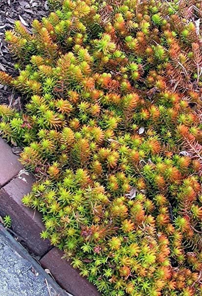 stonecrop 'Angelina'