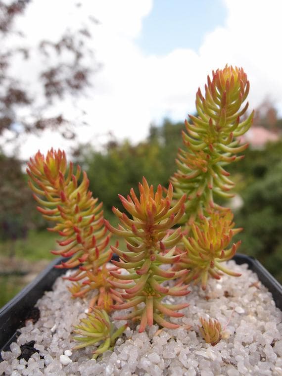 stonecrop 'Angelina'