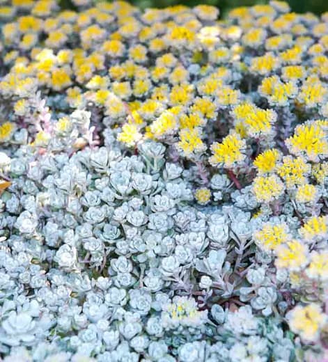 spoon-leaved stonecrop