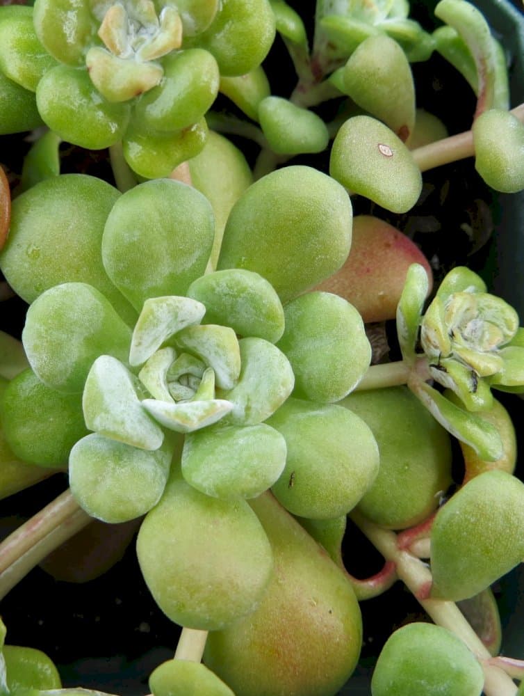 spoon-leaved stonecrop