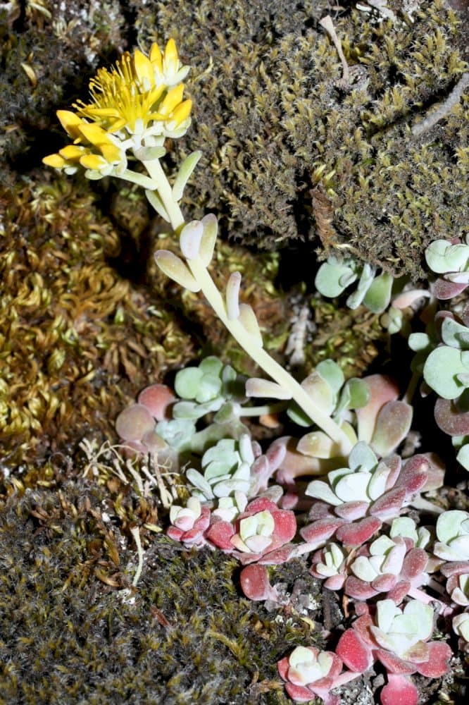 spoon-leaved stonecrop