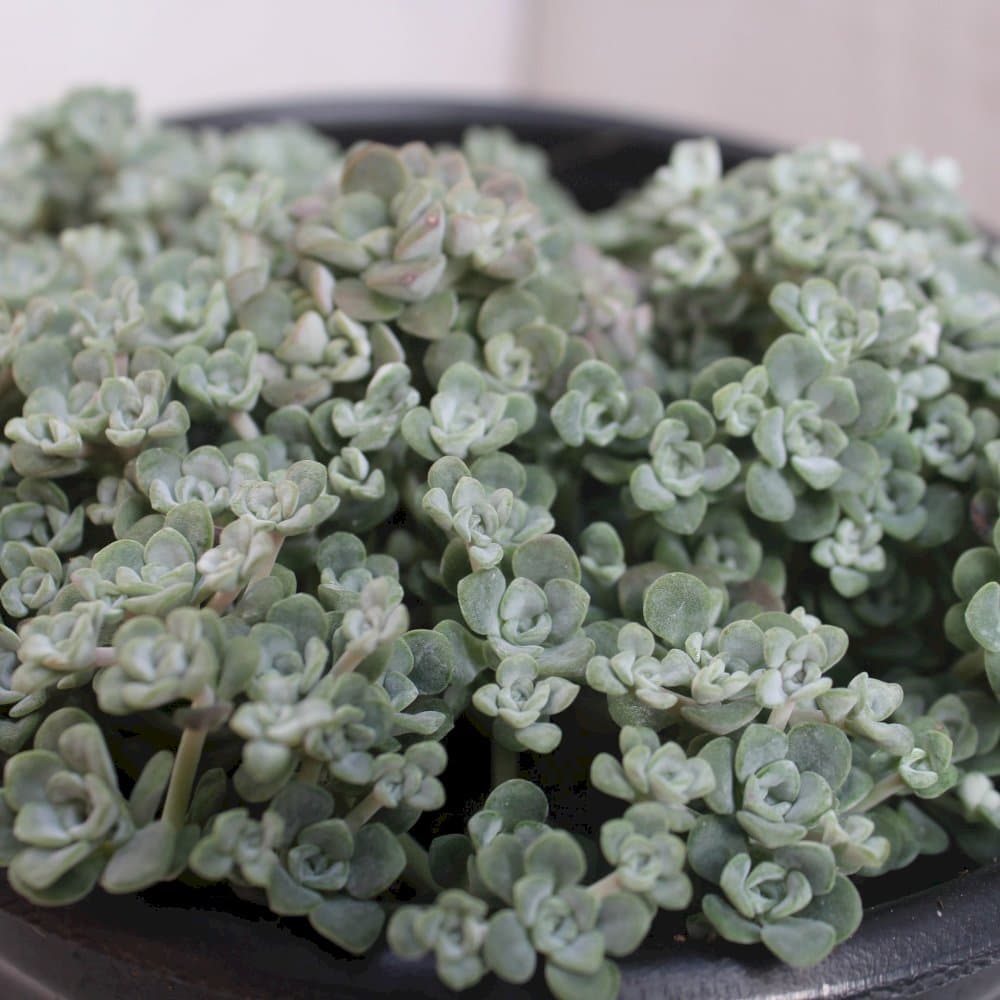 spoon-leaved stonecrop