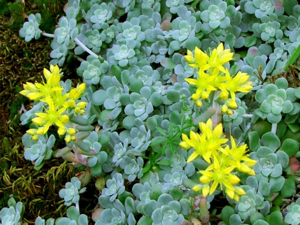 purple spoon-leaved stonecrop