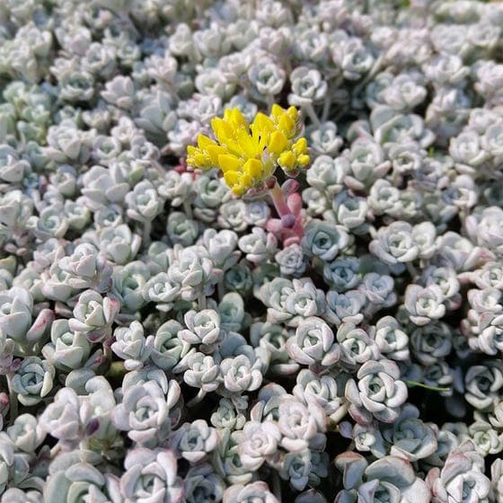 purple spoon-leaved stonecrop