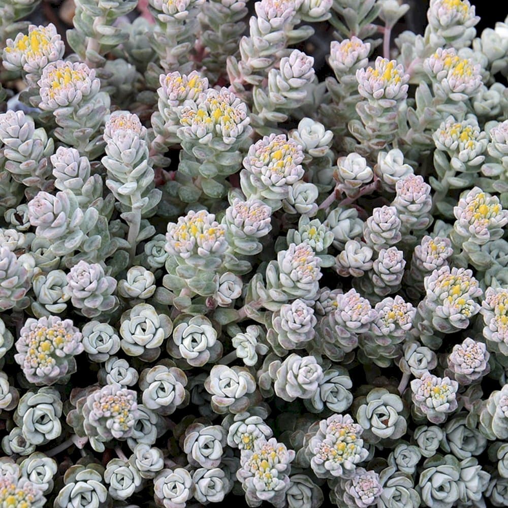 purple spoon-leaved stonecrop