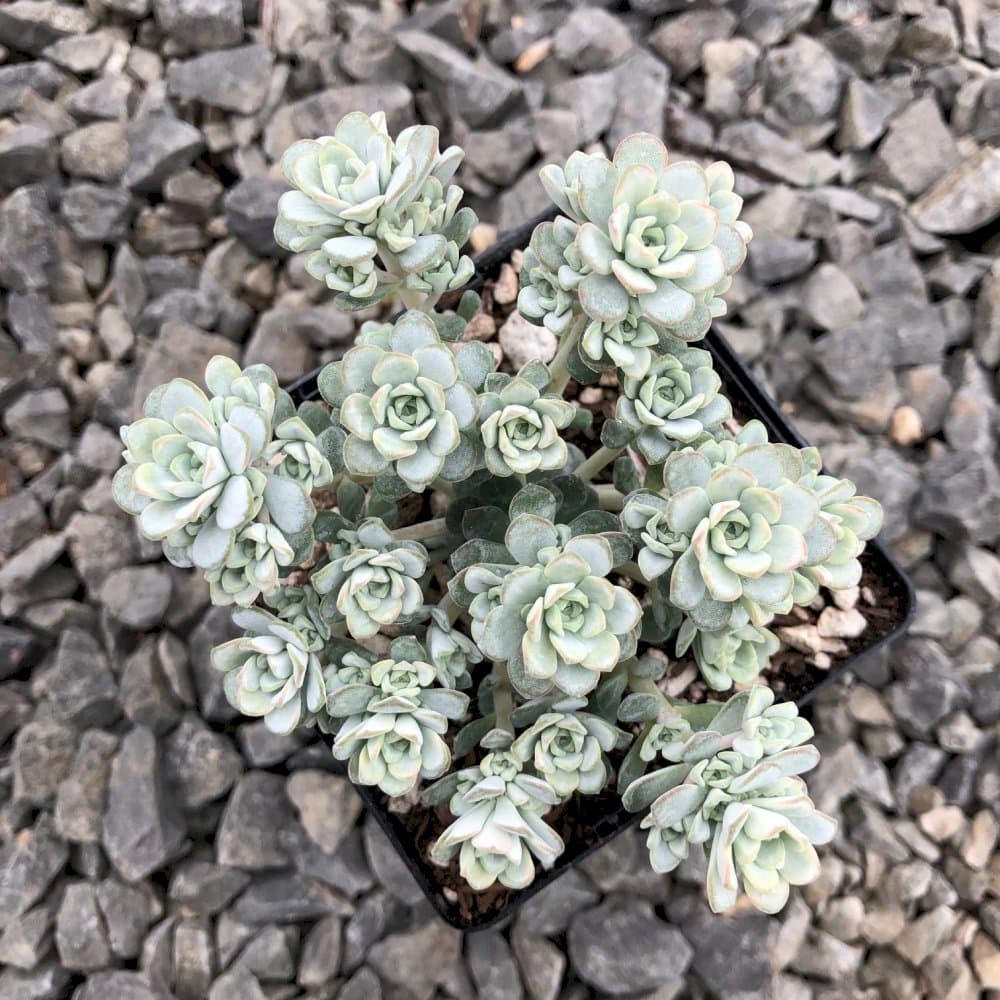 purple spoon-leaved stonecrop