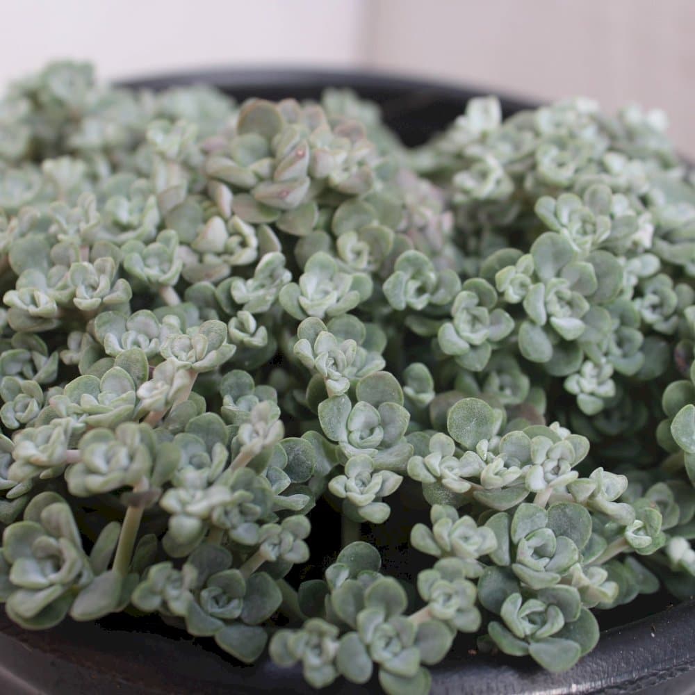 purple spoon-leaved stonecrop