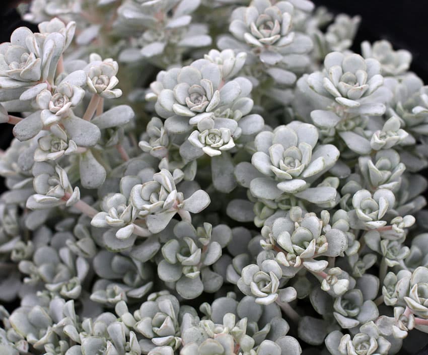 purple spoon-leaved stonecrop