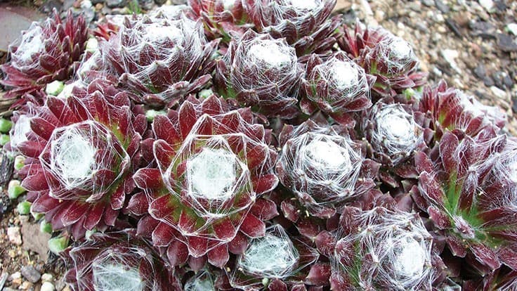 moss-like cobweb houseleek