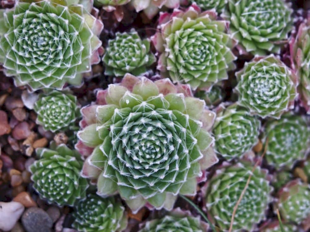 moss-like cobweb houseleek