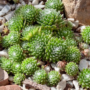 moss-like cobweb houseleek