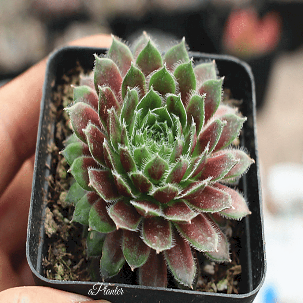 moss-like cobweb houseleek