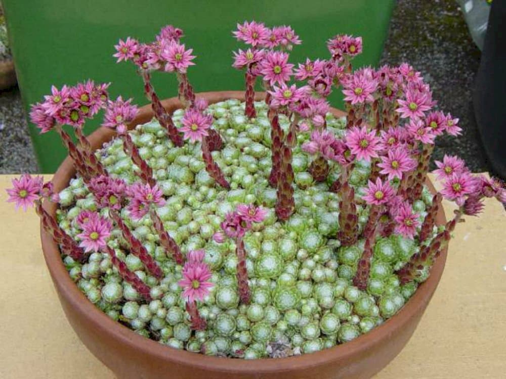 moss-like cobweb houseleek