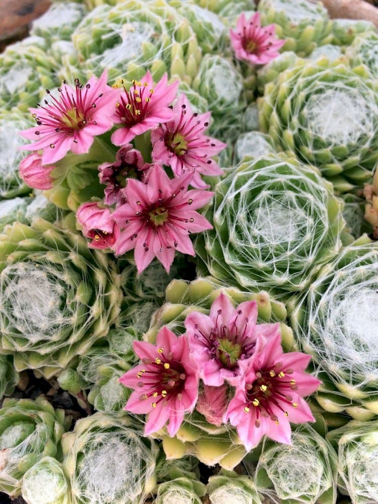 woolly cobweb houseleek