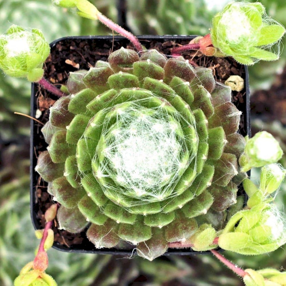 cobweb houseleek