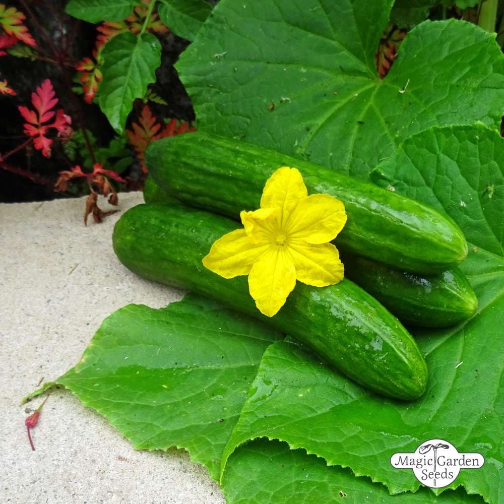 cucumber (ridge) 'Passandra'