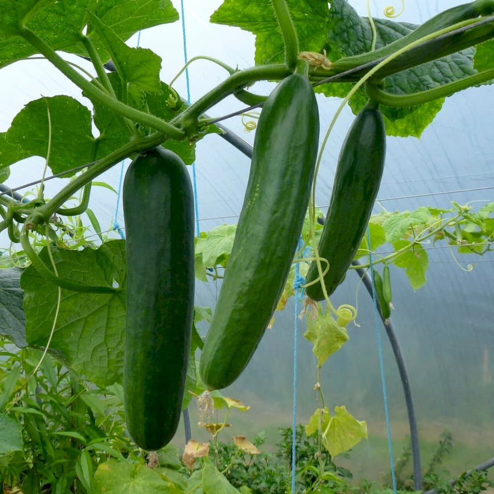 cucumber (ridge) 'Passandra'