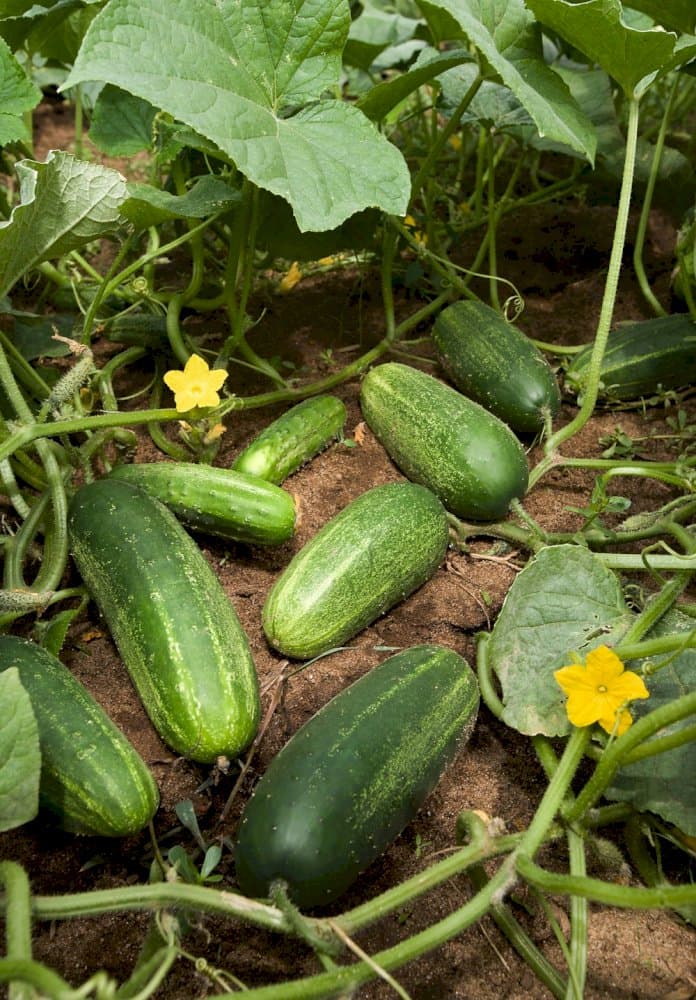 cucumber (ridge) 'Passandra'