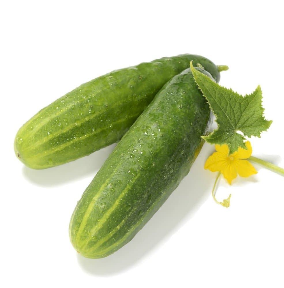 cucumber (ridge) 'Passandra'