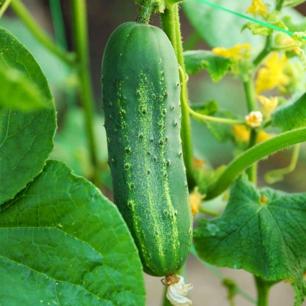 cucumber (ridge) 'Passandra'