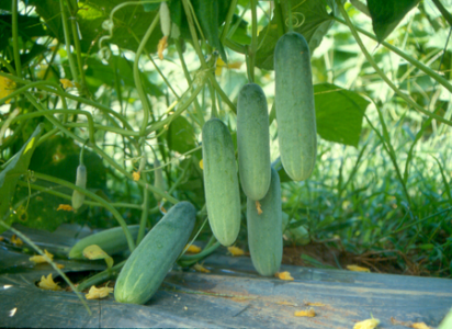 cucumber (ridge) 'Passandra'