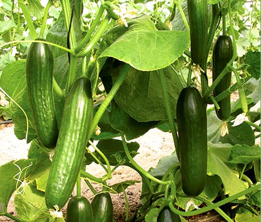 cucumber (ridge) 'Passandra'