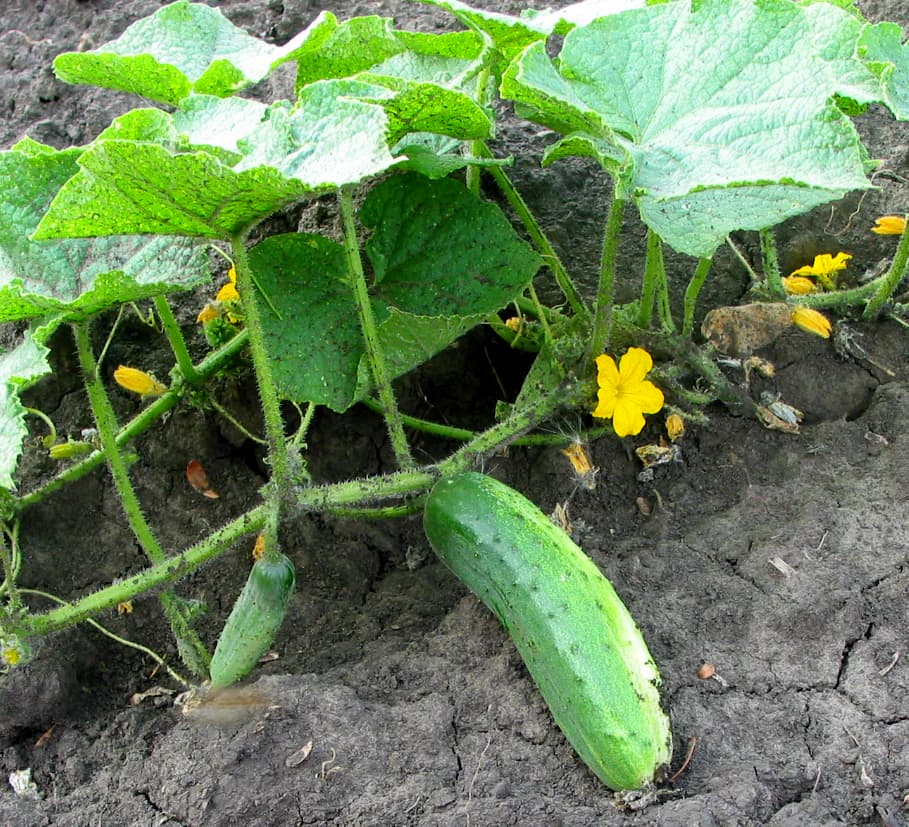 cucumber 'Marketmore' (ridge)