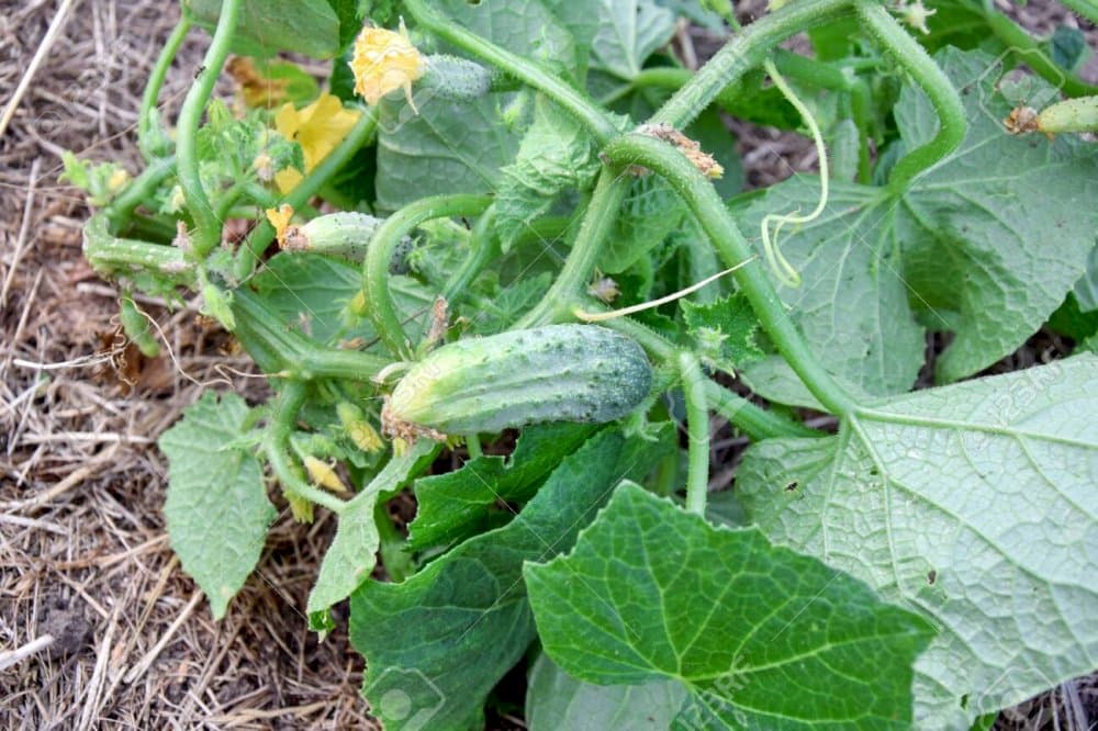 cucumber 'Marketmore' (ridge)