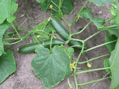 cucumber 'Marketmore' (ridge)