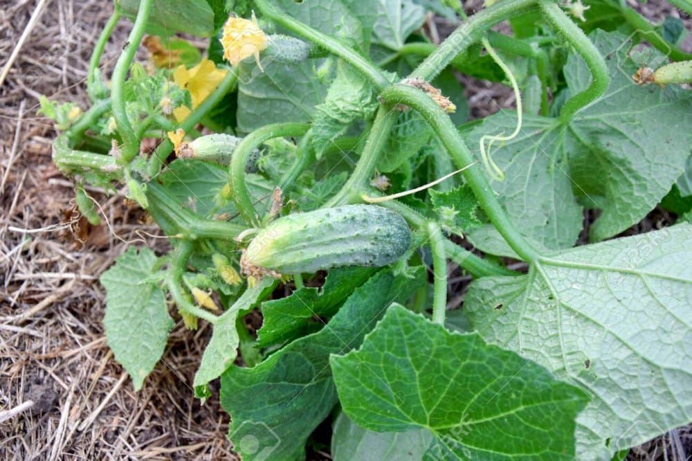 Cucumber 'MiniStars'